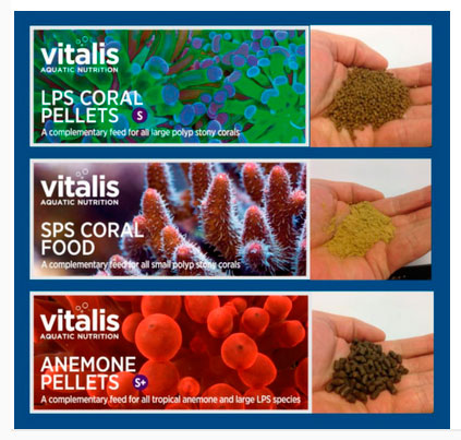 vitalis-corals